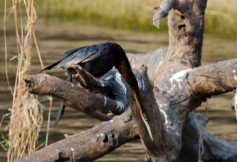 Snake Bird - parque nacional de Chobe - Botswana 2.jpg